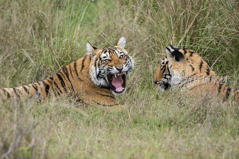 孟加拉虎(Panthera tigris tigris)正在打架，野生动物被射杀
